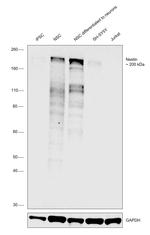 Nestin Antibody