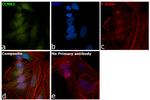 Cyclin B2 Antibody in Immunocytochemistry (ICC/IF)