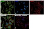 HSPB8 Antibody in Immunocytochemistry (ICC/IF)