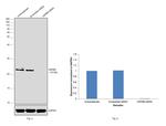 HSPB8 Antibody in Western Blot (WB)