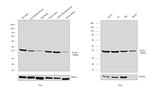 Actin Antibody