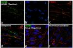 Claudin 5 Antibody in Immunocytochemistry (ICC/IF)