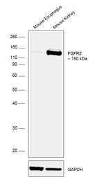 FGFR2 Antibody