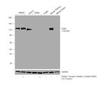 CD26 Antibody