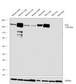 ACE Antibody