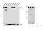 ACE Antibody in Western Blot (WB)