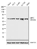 NRF1 Antibody in Western Blot (WB)