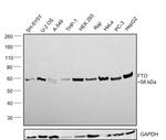 FTO Antibody in Western Blot (WB)