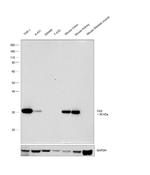 Carbonic anhydrase II Antibody