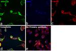 PP1 beta Antibody in Immunocytochemistry (ICC/IF)