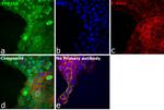 PP1 beta Antibody in Immunocytochemistry (ICC/IF)