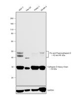 Cathepsin D Antibody in Western Blot (WB)