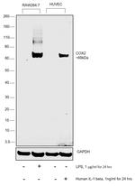 COX2 Antibody