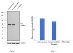 FTO Antibody in Western Blot (WB)