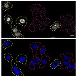 RXRA Antibody