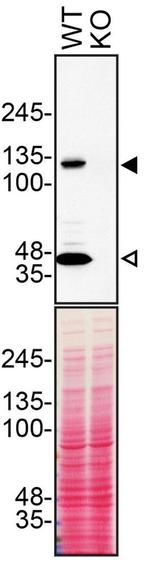 beta Dystroglycan Antibody in Western Blot (WB)