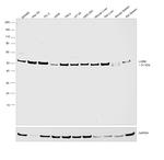 LXR beta Antibody in Western Blot (WB)