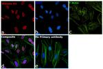 Histone H3 Antibody in Immunocytochemistry (ICC/IF)