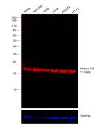 Histone H3 Antibody in Western Blot (WB)