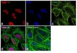 Histone H3 Antibody in Immunocytochemistry (ICC/IF)