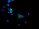 MAP2K1 Antibody in Immunocytochemistry (ICC/IF)