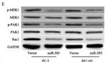 MAP2K1 Antibody in Western Blot (WB)