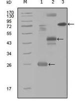 HGK Antibody in Western Blot (WB)