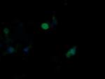 MAPK9 Antibody in Immunocytochemistry (ICC/IF)