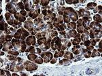 MAPK9 Antibody in Immunohistochemistry (Paraffin) (IHC (P))