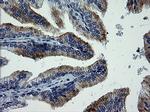 MAPK9 Antibody in Immunohistochemistry (Paraffin) (IHC (P))