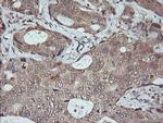 MAPK9 Antibody in Immunohistochemistry (Paraffin) (IHC (P))