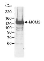 MCM2 Antibody in Western Blot (WB)