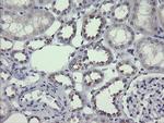 MDM4 Antibody in Immunohistochemistry (Paraffin) (IHC (P))