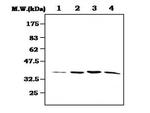 MEK3 Antibody in Western Blot (WB)