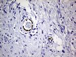 MEOX1 Antibody in Immunohistochemistry (Paraffin) (IHC (P))