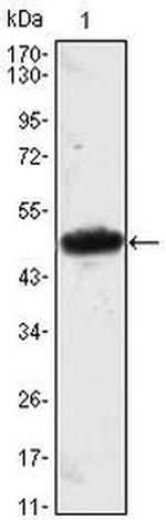 MESP1 Antibody in Western Blot (WB)