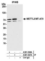 METTL3/MT-A70 Antibody in Western Blot (WB)