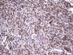 MGC12965 Antibody in Immunohistochemistry (Paraffin) (IHC (P))