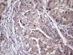 MGC12965 Antibody in Immunohistochemistry (Paraffin) (IHC (P))