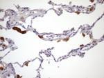 MGC12965 Antibody in Immunohistochemistry (Paraffin) (IHC (P))