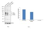 alpha-1 Antitrypsin Antibody in Western Blot (WB)