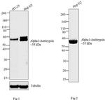 alpha-1 Antitrypsin Antibody in Western Blot (WB)