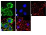 Apolipoprotein B Antibody in Immunocytochemistry (ICC/IF)