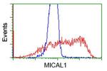 MICAL1 Antibody in Flow Cytometry (Flow)