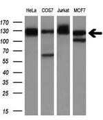 MICAL1 Antibody in Western Blot (WB)