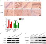 Caspase 3 Antibody in Western Blot (WB)