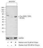 Phospho-Tau (Ser202, Thr205) Antibody in Western Blot (WB)