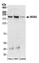 MON2 Antibody in Western Blot (WB)