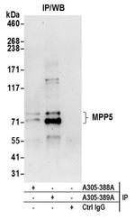 MPP5/Pals1 Antibody in Western Blot (WB)