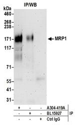 MRP1 Antibody in Immunoprecipitation (IP)